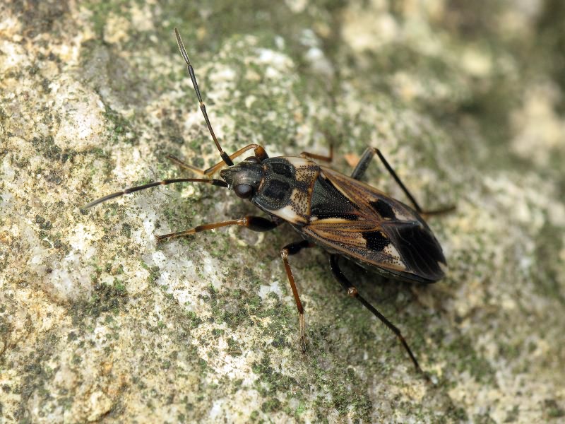 Rhyparochromus vulgaris (Schilling, 1829)